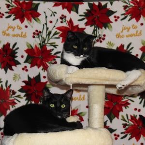 Meet your Posher, Tracie